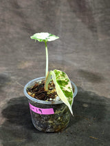 Alocasia Reginula Black Velvet Pink Variegated - (Sep-11-19)