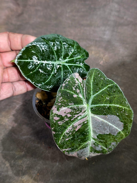 Alocasia Reginula Black Velvet Pink Variegated - (Sep-11-20)