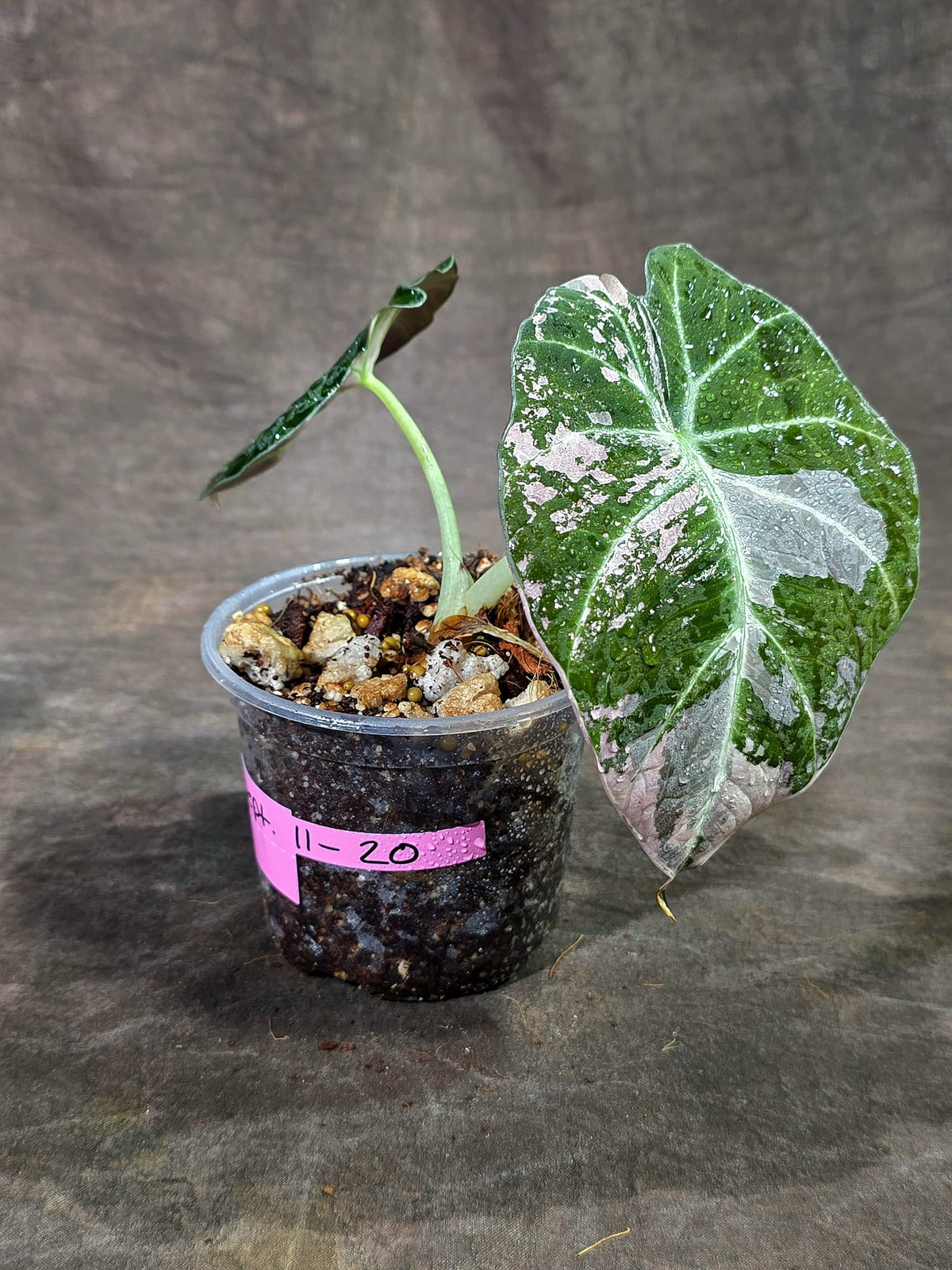 Alocasia Reginula Black Velvet Pink Variegated - (Sep-11-20)