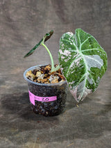 Alocasia Reginula Black Velvet Pink Variegated - (Sep-11-20)
