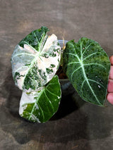 Alocasia Reginula Black Velvet Pink Variegated - (Sep-11-21)
