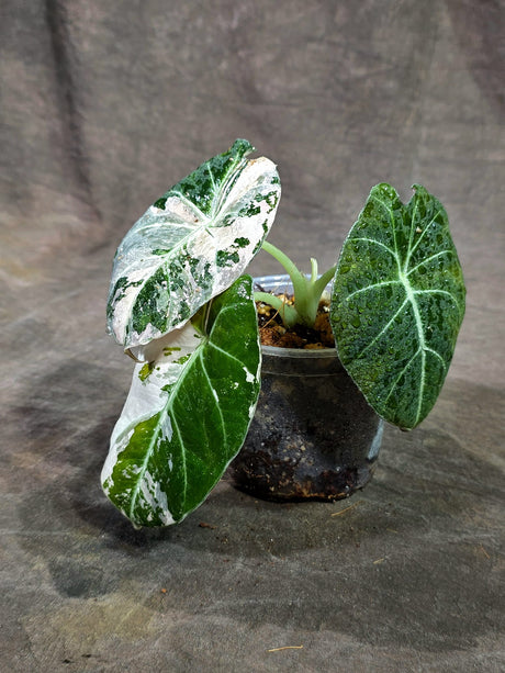 Alocasia Reginula Black Velvet Pink Variegated - (Sep-11-21)