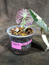 Alocasia Reginula Black Velvet Pink Variegated - (Sep-11-21)