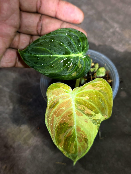 Philodendron Orange Melanochrysum Variegated - (Sep-11-22)