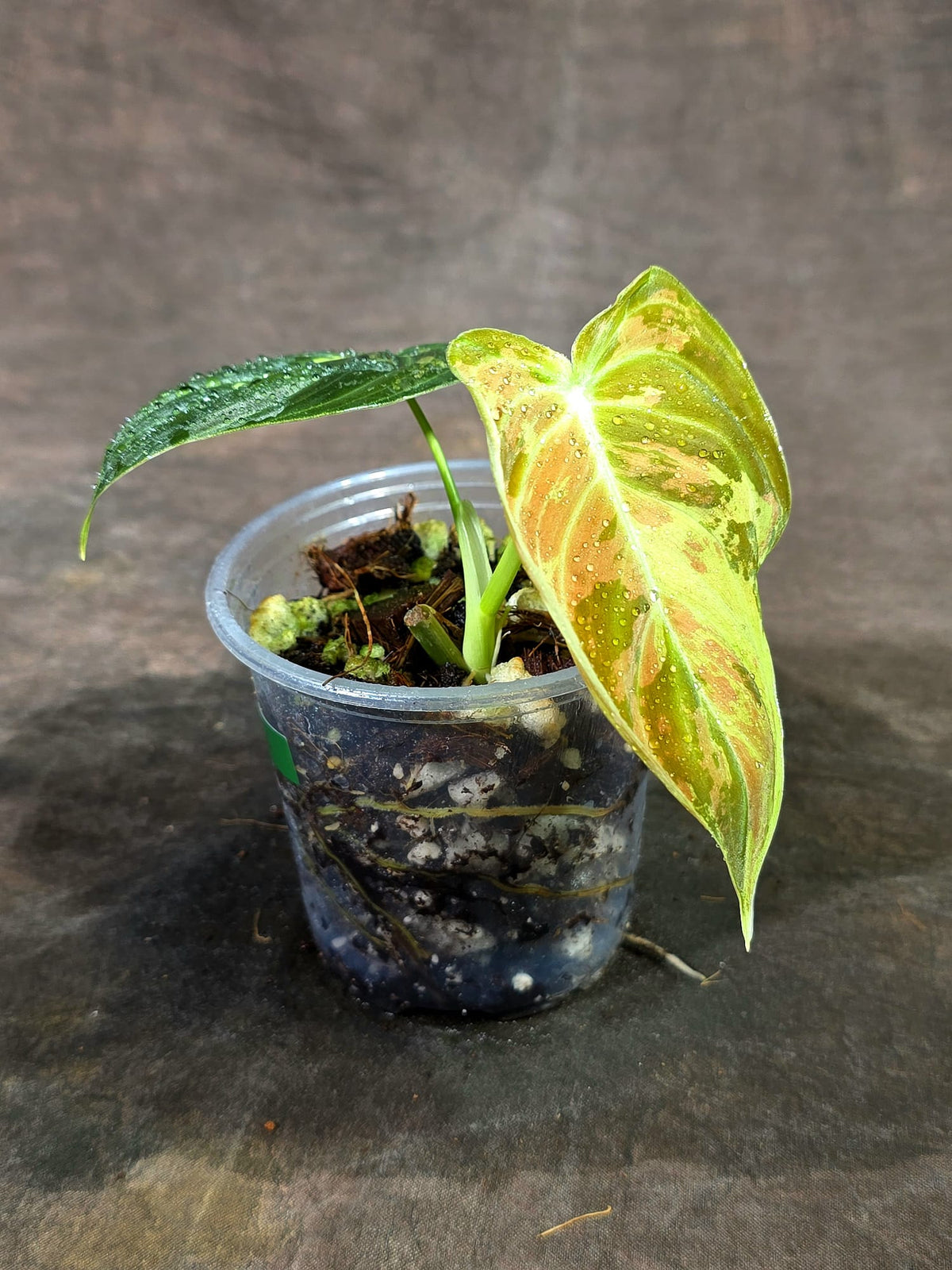 Philodendron Orange Melanochrysum Variegated - (Sep-11-22)