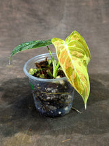 Philodendron Orange Melanochrysum Variegated - (Sep-11-22)