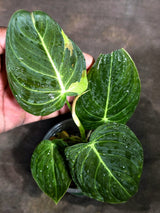 Variegated Philodendron Melanochrysum Live Plant (Sep-11-23)