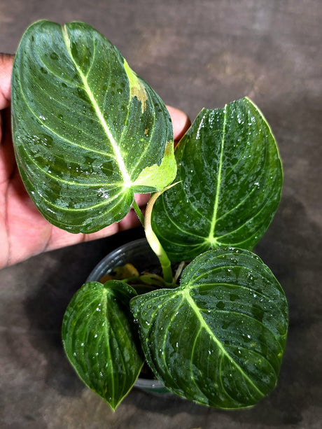 Variegated Philodendron Melanochrysum Live Plant (Sep-11-23)