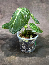 Variegated Philodendron Melanochrysum Live Plant (Sep-11-23)