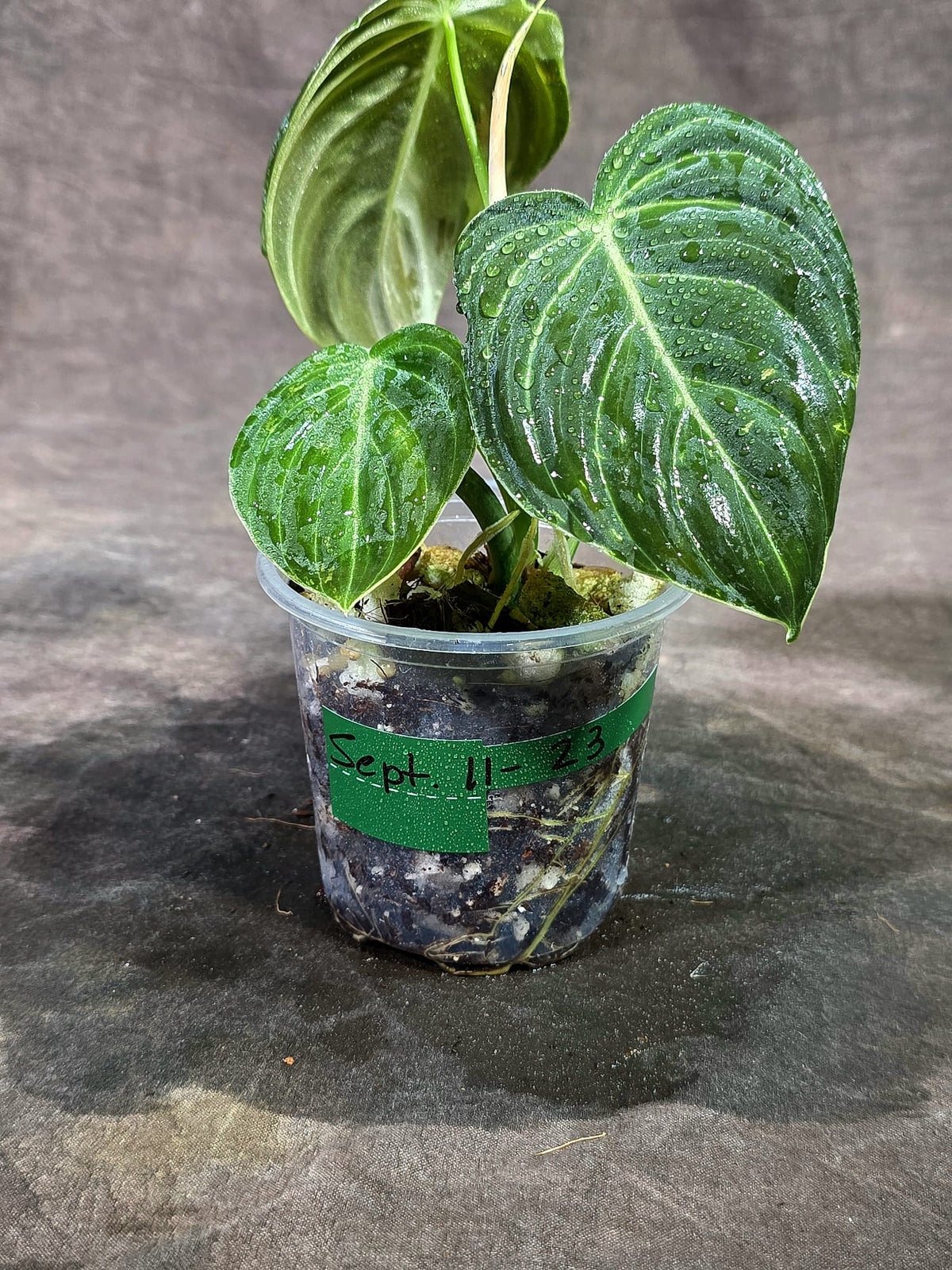 Variegated Philodendron Melanochrysum Live Plant (Sep-11-23)