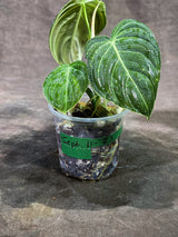 Variegated Philodendron Melanochrysum Live Plant (Sep-11-23)