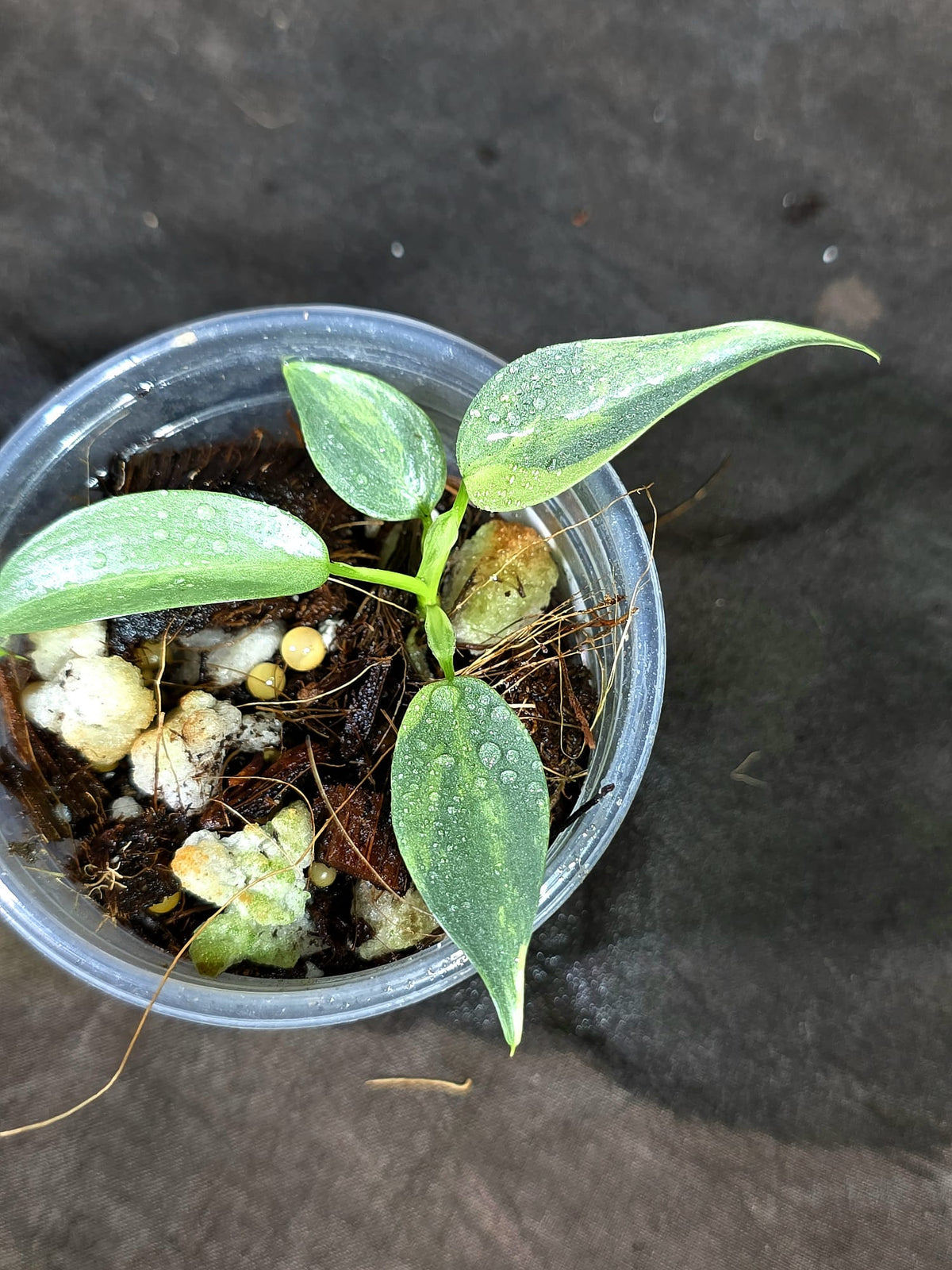 Variegated Silver sword Philodendron EXACT Plant - (Sep-11-24)