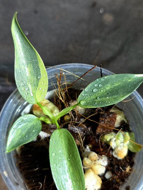 Variegated Silver sword Philodendron EXACT Plant - (Sep-11-24)