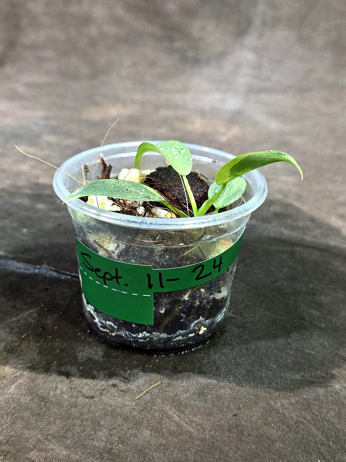 Variegated Silver sword Philodendron EXACT Plant - (Sep-11-24)