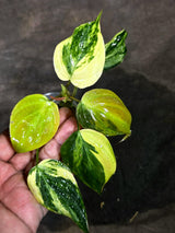 Variegated Philodendron Mican Aurea EXACT Plant - (Sep-11-26)