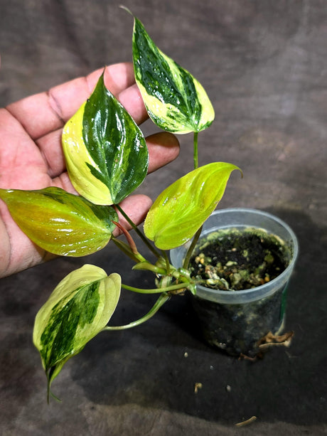 Variegated Philodendron Mican Aurea EXACT Plant - (Sep-11-26)