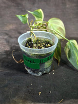 Variegated Philodendron Mican Aurea EXACT Plant - (Sep-11-26)