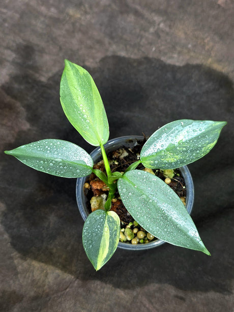 Variegated Silver sword Philodendron EXACT Plant - (Sep-11-27)