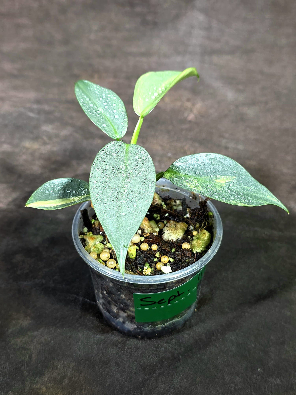 Variegated Silver sword Philodendron EXACT Plant - (Sep-11-27)