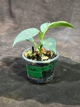 Variegated Silver sword Philodendron EXACT Plant - (Sep-11-27)