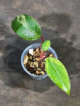 Rare Philodendron Strawberry Shake Variegated (Sep-11-30)