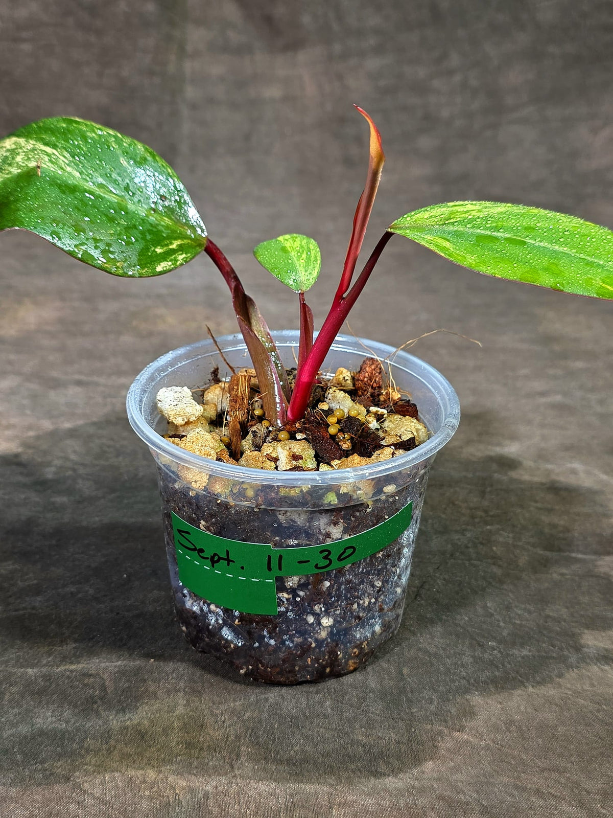 Rare Philodendron Strawberry Shake Variegated (Sep-11-30)