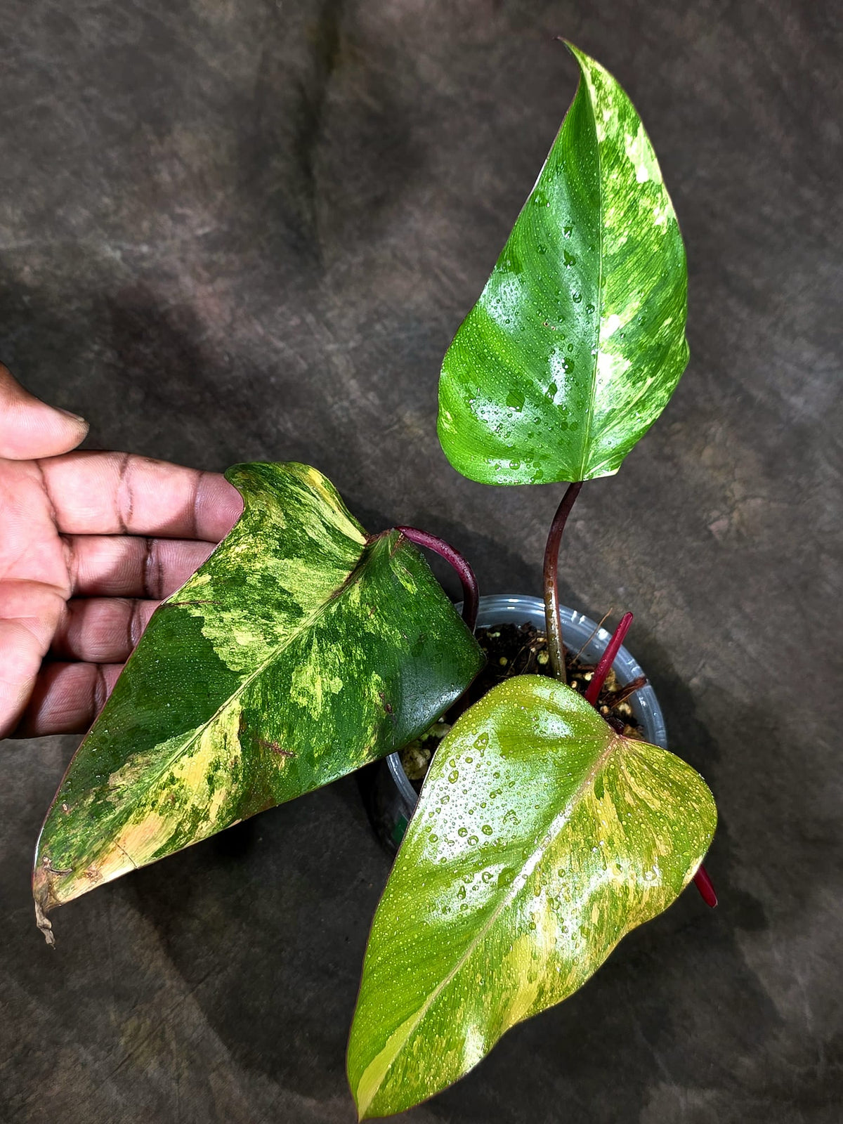 Rare Philodendron Strawberry Shake Variegated (Sep-11-31)