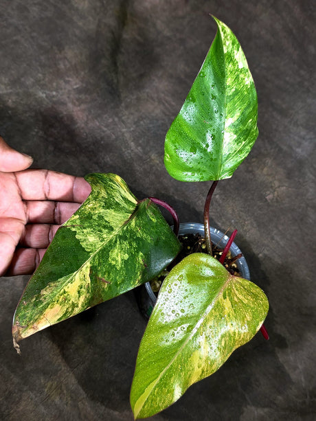 Rare Philodendron Strawberry Shake Variegated (Sep-11-31)