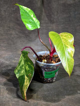 Rare Philodendron Strawberry Shake Variegated (Sep-11-31)