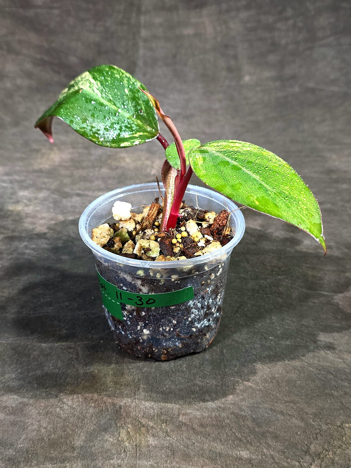 Rare Philodendron Strawberry Shake Variegated (Sep-11-30)