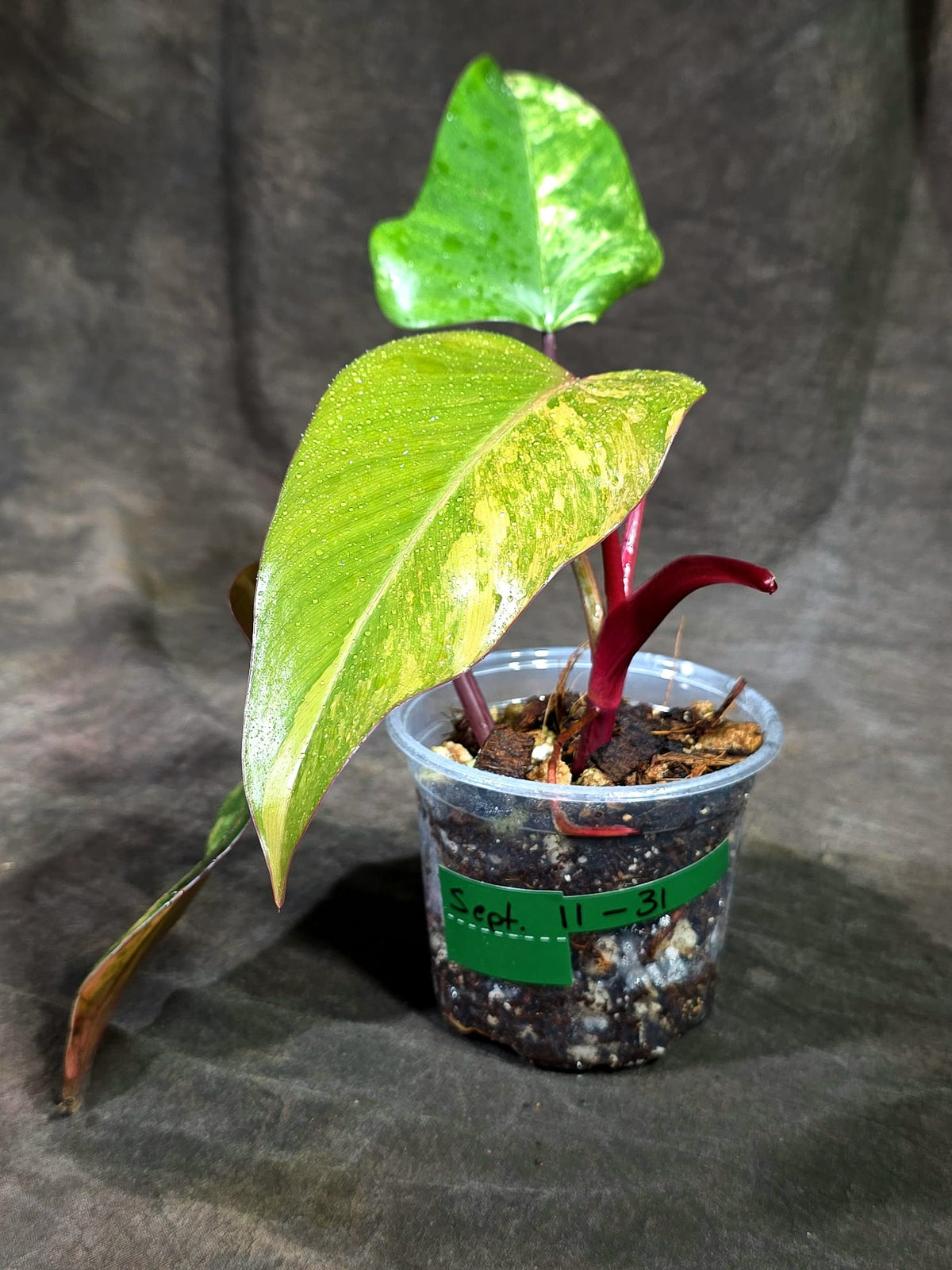 Rare Philodendron Strawberry Shake Variegated (Sep-11-31)