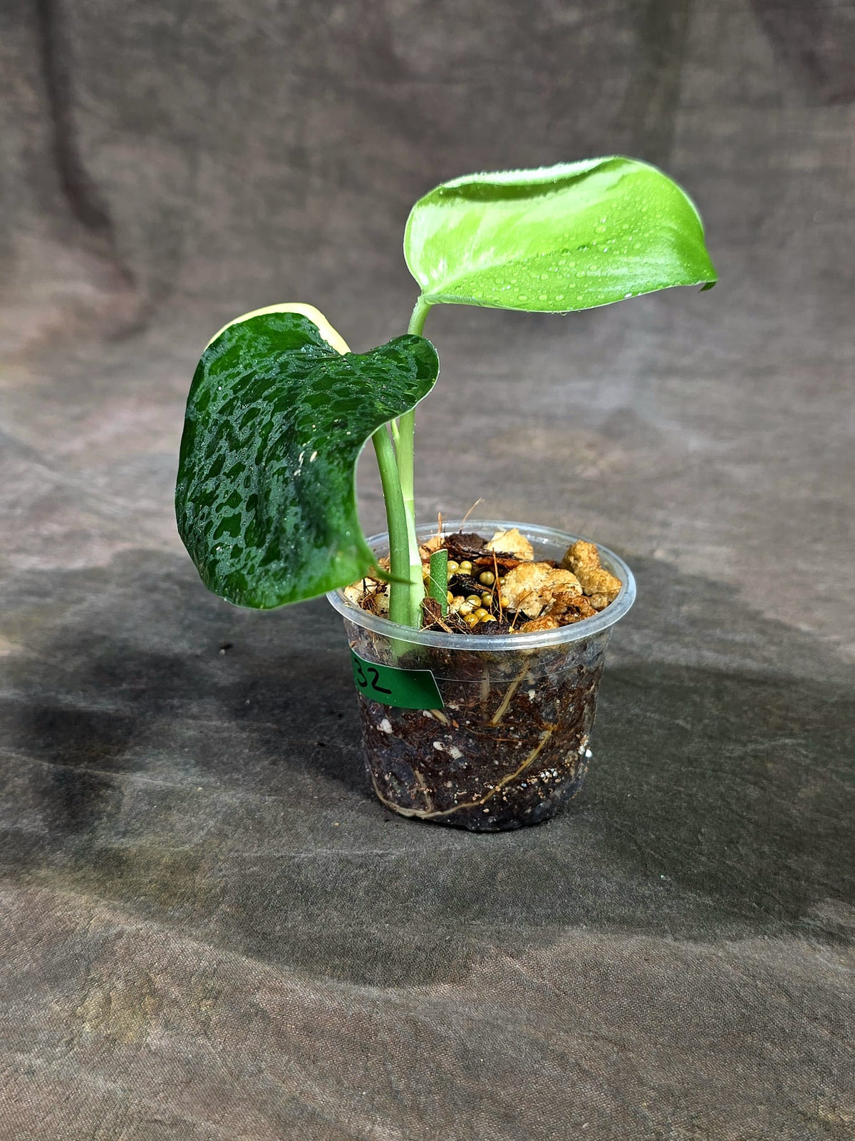Scindapsus Jade Satin Variegated - Yellow Variegation - (Sep-11-32)