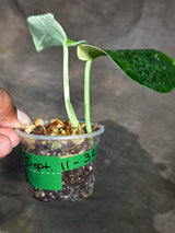 Scindapsus Jade Satin Variegated - Yellow Variegation - (Sep-11-32)