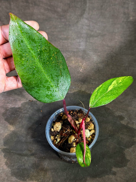 Rare Philodendron Strawberry Shake Variegated (Sep-11-33)