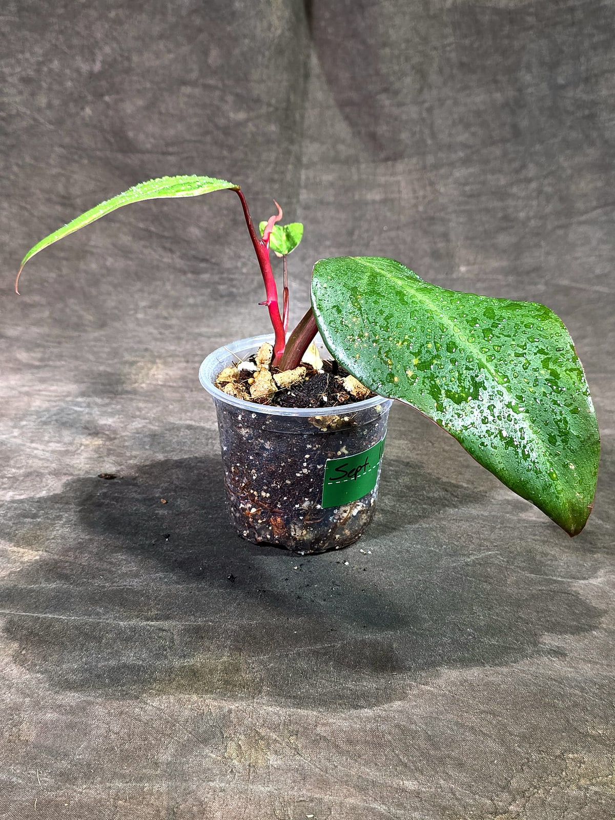 Rare Philodendron Strawberry Shake Variegated (Sep-11-33)