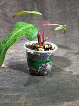 Rare Philodendron Strawberry Shake Variegated (Sep-11-33)