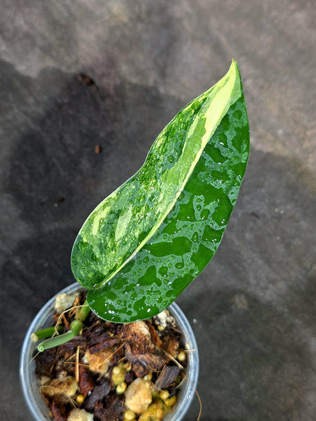 Scindapsus Jade Satin Variegated - Yellow Variegation - (Sep-11-34)