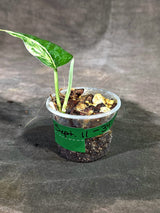 Scindapsus Jade Satin Variegated - Yellow Variegation - (Sep-11-34)