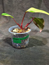 Rare Philodendron Strawberry Shake Variegated (Sep-11-35)