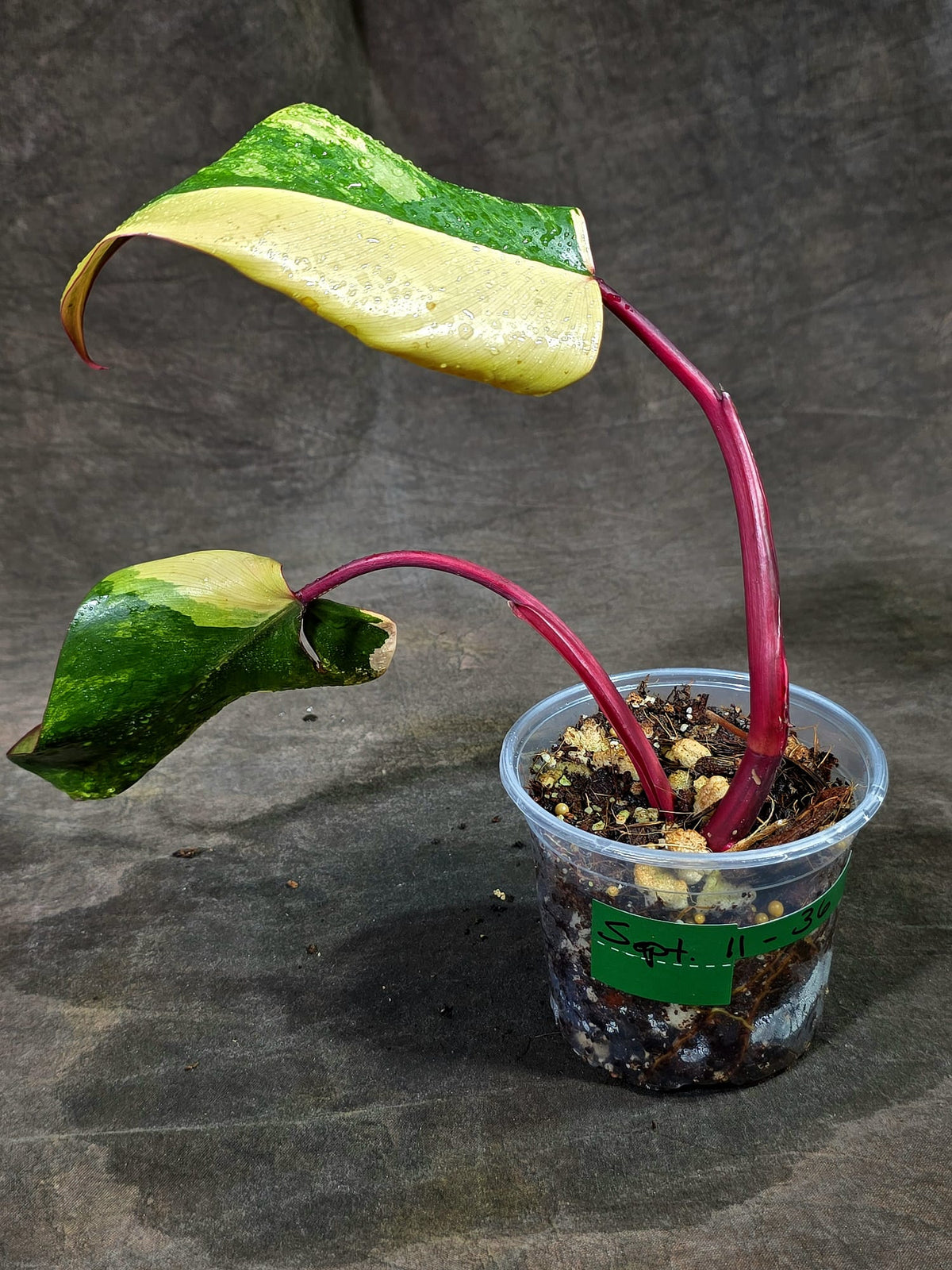 Rare Philodendron Strawberry Shake Variegated (Sep-11-36)