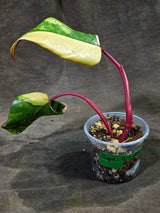 Rare Philodendron Strawberry Shake Variegated (Sep-11-36)