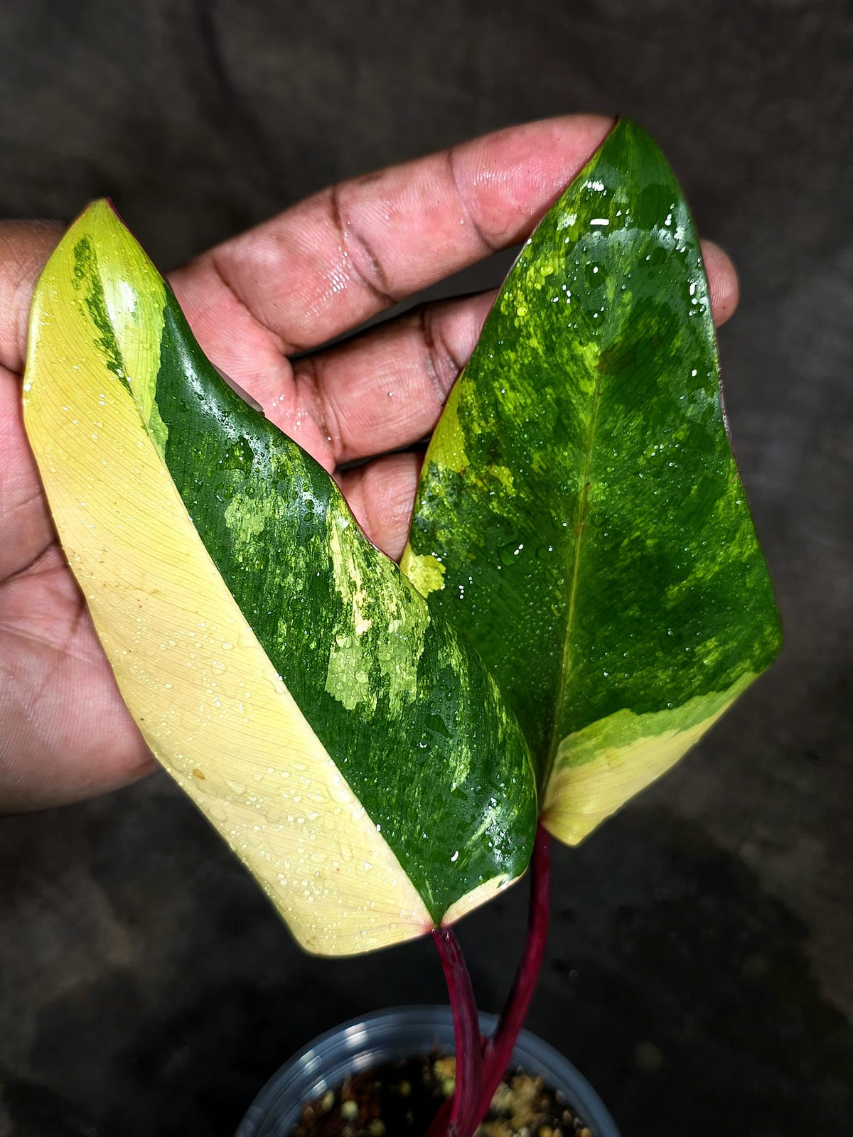 Rare Philodendron Strawberry Shake Variegated (Sep-11-36)