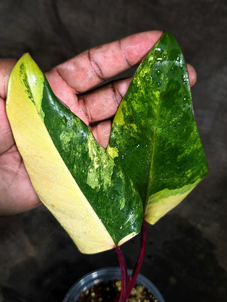 Rare Philodendron Strawberry Shake Variegated (Sep-11-36)