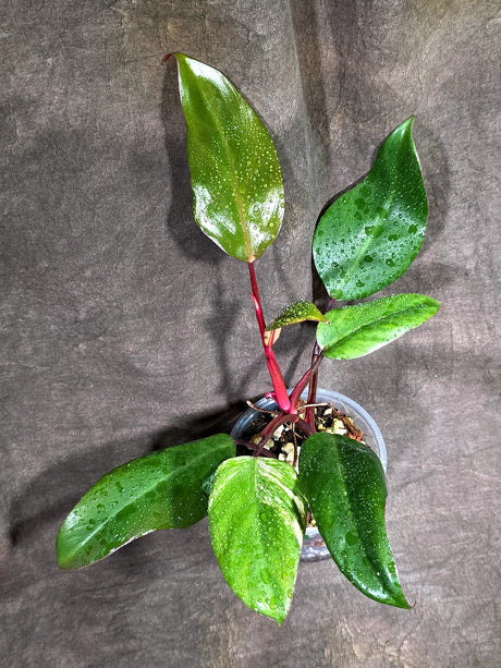 Rare Philodendron Strawberry Shake Variegated (Sep-11-37)