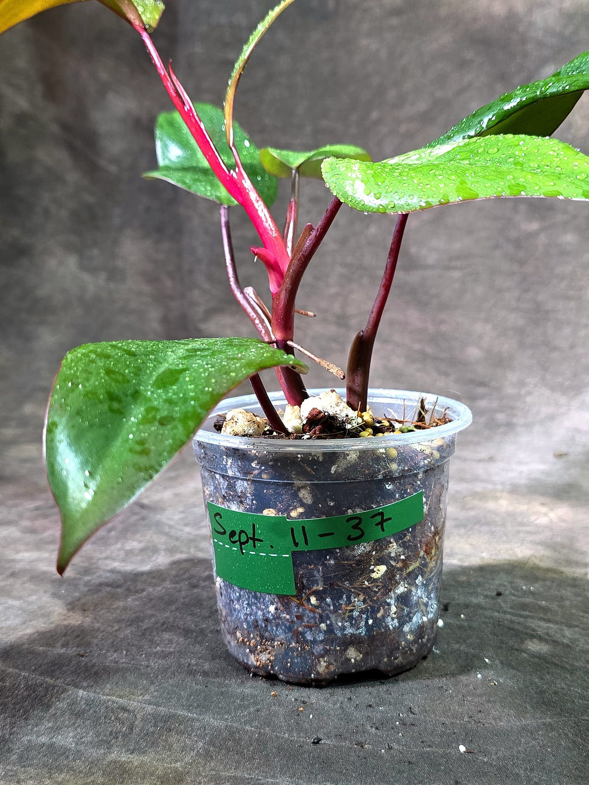 Rare Philodendron Strawberry Shake Variegated (Sep-11-37)