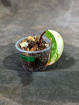 Rare Philodendron Strawberry Shake Variegated (Sep-11-38)