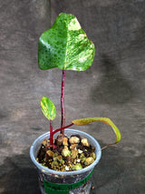 Rare Philodendron Strawberry Shake Variegated (Sep-11-41)