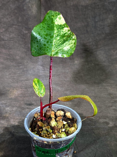 Rare Philodendron Strawberry Shake Variegated (Sep-11-41)