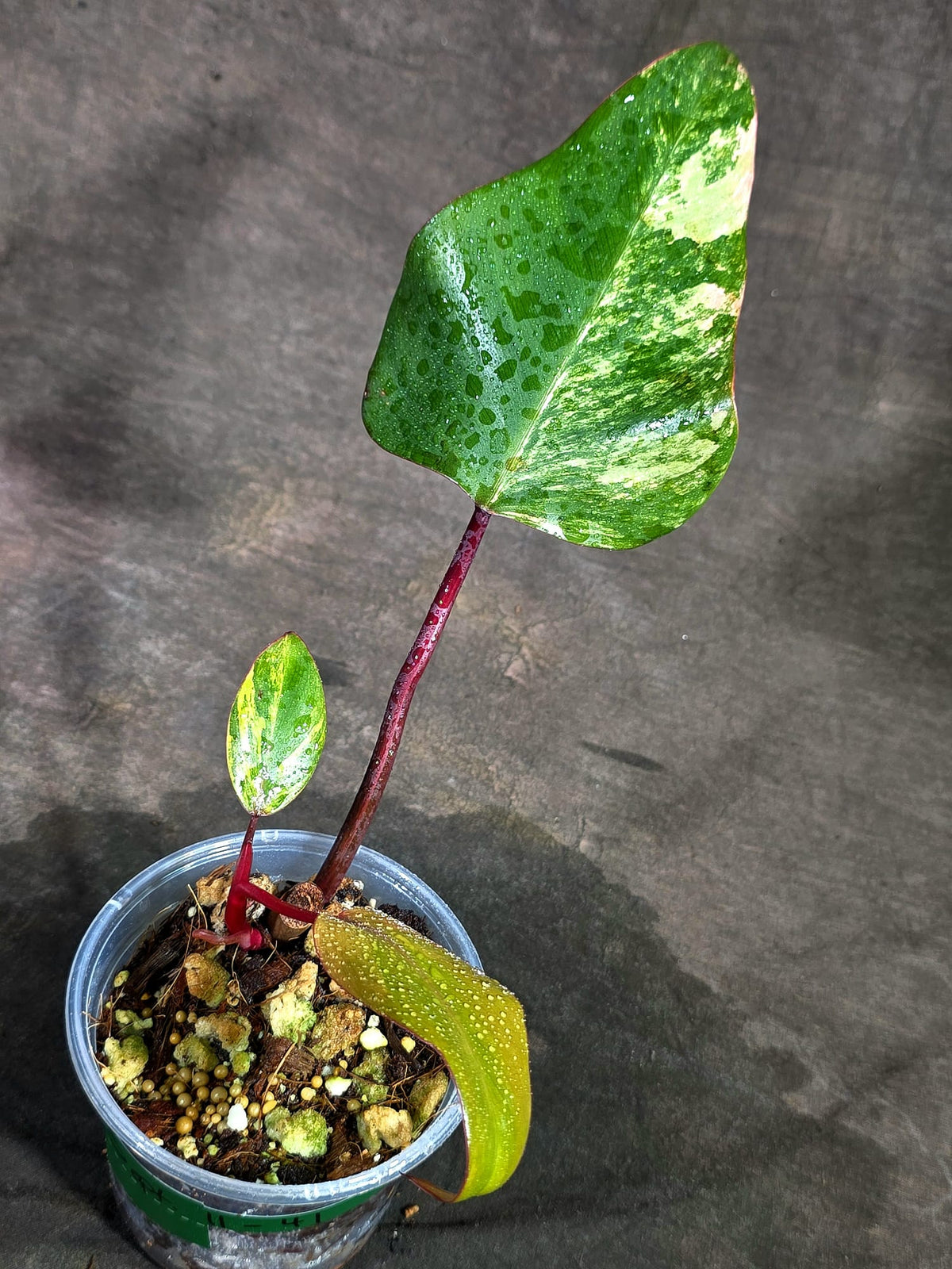 Rare Philodendron Strawberry Shake Variegated (Sep-11-41)