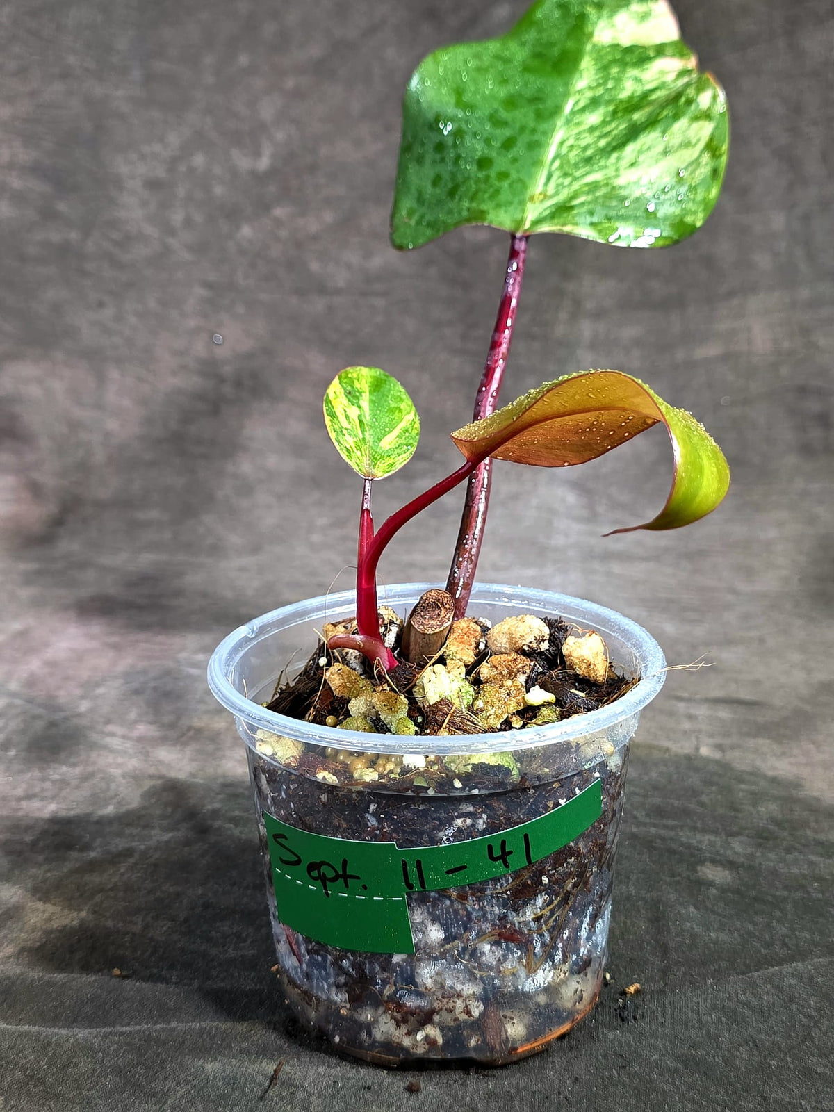 Rare Philodendron Strawberry Shake Variegated (Sep-11-41)